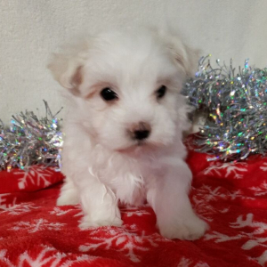 Maltese Puppy Skipper