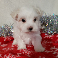 Maltese Puppy Skipper