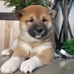 Shiba Inu Puppy Zelle