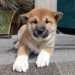 Shiba Inu Puppy Zelle