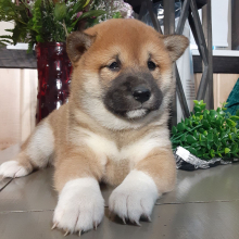 Shiba Inu Puppy Zelle