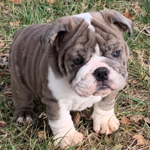 Bulldog Puppy Eliza