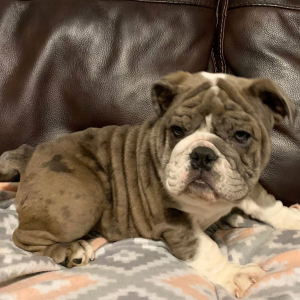 Bulldog Puppy Eliza