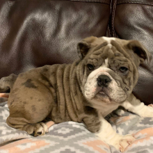 Bulldog Puppy Eliza