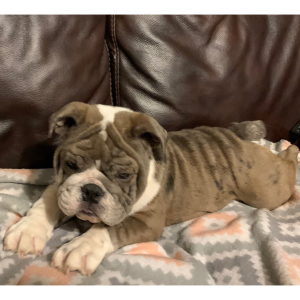 Bulldog Puppy Eliza