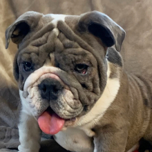 Bulldog Puppy Eliza