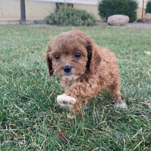 Cavapoo Puppy Axel