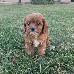 Cavapoo Puppy Axel