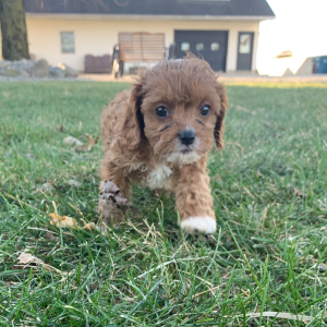 Cavapoo Puppy Axel