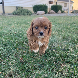 Cavapoo Puppy Axel