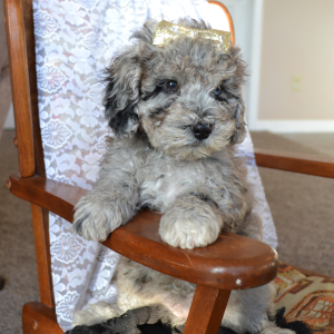 Bernedoodle Puppy Sara