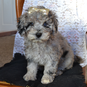 Bernedoodle Puppy Sara