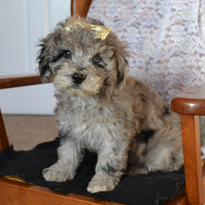 Bernedoodle Puppy Sara
