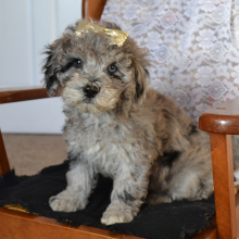 Bernedoodle Puppy Sara