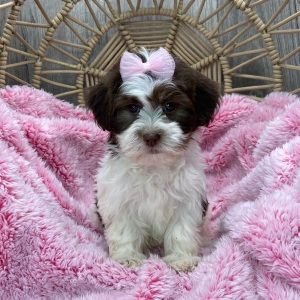 Havanese Puppy Mallory
