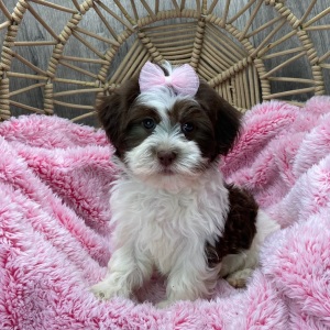 Havanese Puppy Mallory