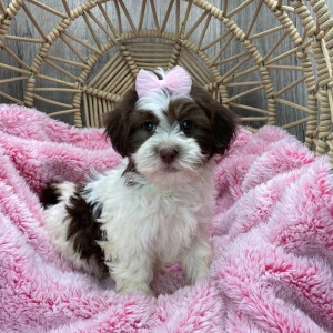 Havanese Puppy Mallory
