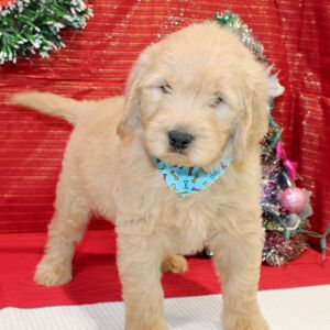 Goldendoodle Puppy Remmy