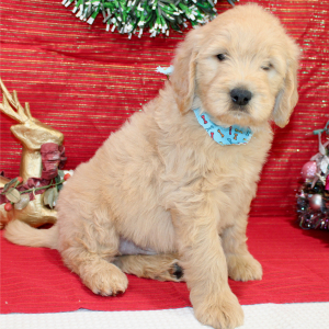 Goldendoodle Puppy Remmy