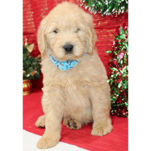 Goldendoodle Puppy Remmy