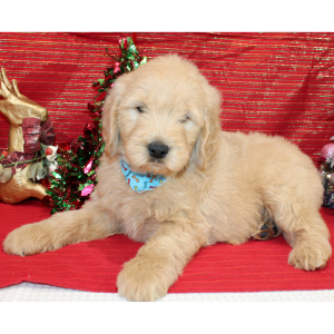 Goldendoodle Puppy Remmy