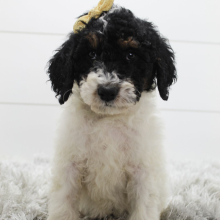 Poodle Puppy Missy
