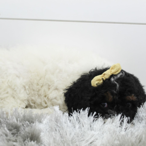 Poodle Puppy Missy