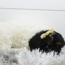 Poodle Puppy Missy