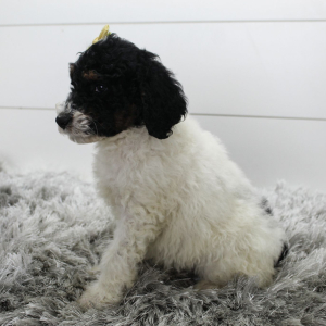 Poodle Puppy Missy