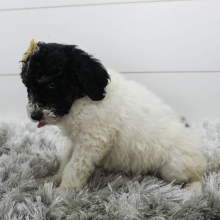 Poodle Puppy Missy