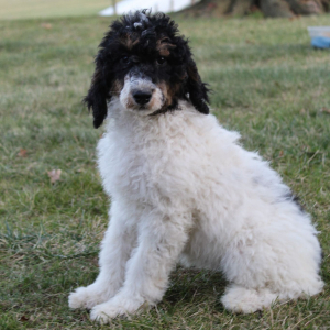 Poodle Puppy Missy