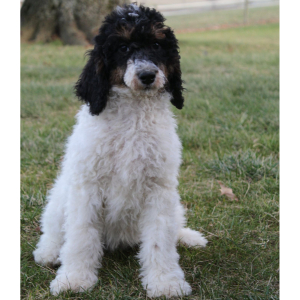 Poodle Puppy Missy