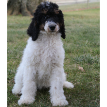 Poodle Puppy Missy