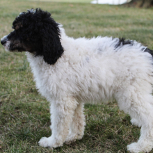 Poodle Puppy Missy