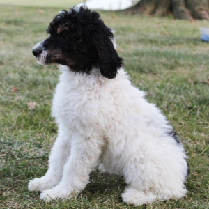 Poodle Puppy Missy