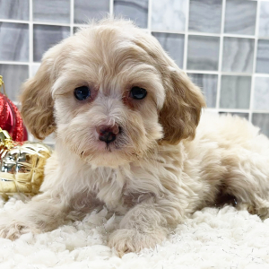 Cockapoo Puppy Arianna