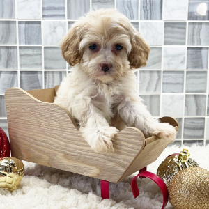 Cockapoo Puppy Arianna