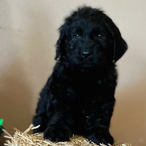 Labradoodle Puppy Phoebe