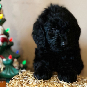 Labradoodle Puppy Phoebe