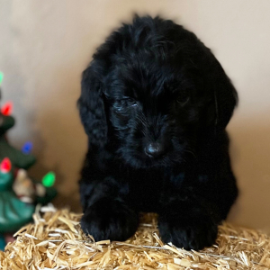 Labradoodle Puppy Phoebe
