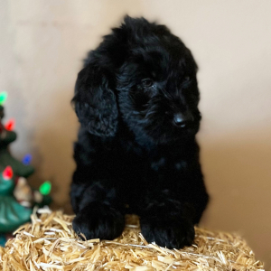 Labradoodle Puppy Phoebe