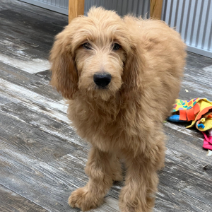Goldendoodle Puppy Natalie