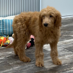 Goldendoodle Puppy Natalie