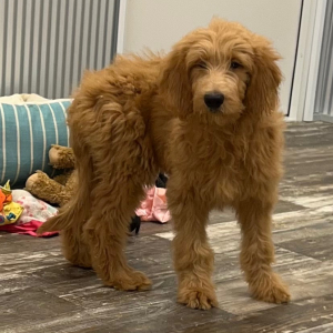 Goldendoodle Puppy Natalie