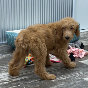 Goldendoodle Puppy Natalie