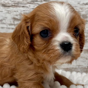 Cavalier King Charles Spaniel Puppy Ruby