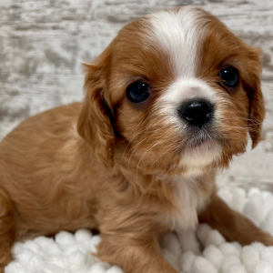 Cavalier King Charles Spaniel Puppy Ruby