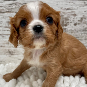 Cavalier King Charles Spaniel Puppy Ruby
