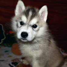 Siberian Husky Puppy Junie