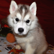 Siberian Husky Puppy Junie